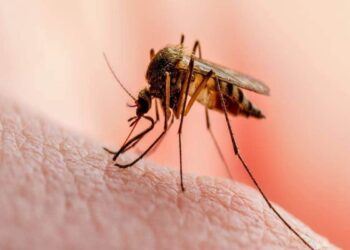 world-mosquito-day;-ഇന്ത്യയിലെ-കൊതുക്-ജന്യ-രോഗവ്യാപനവും-അവ-നിയന്ത്രിക്കാനുള്ള-നൂതനാശയങ്ങളും