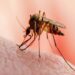 world-mosquito-day;-ഇന്ത്യയിലെ-കൊതുക്-ജന്യ-രോഗവ്യാപനവും-അവ-നിയന്ത്രിക്കാനുള്ള-നൂതനാശയങ്ങളും