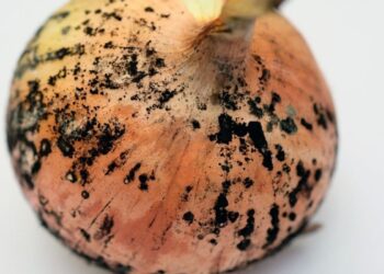 ഉള്ളിയിലെ-കറുത്ത-പൂപ്പല്‍-വിഷമാണോ?-ഉപയോഗിക്കുംമുന്നേ-ശ്രദ്ധിക്കേണ്ട-കാര്യങ്ങൾ