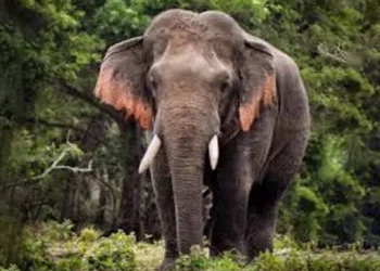 അതിരപ്പിള്ളി-പൊലീസ്-സ്റ്റേഷനില്‍-കാട്ടാന,-പാലപ്പിളളിയില്‍-കടുവയും,-വലഞ്ഞ്-ജനം