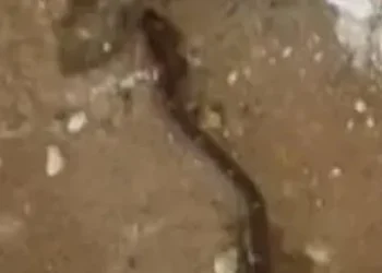 നെയ്യാറ്റിന്കരയില്-ക്ലാസ്മുറിയില്-ഏഴാം-ക്ലാസുകാരിക്ക്-പാമ്പ്-കടിയേറ്റു