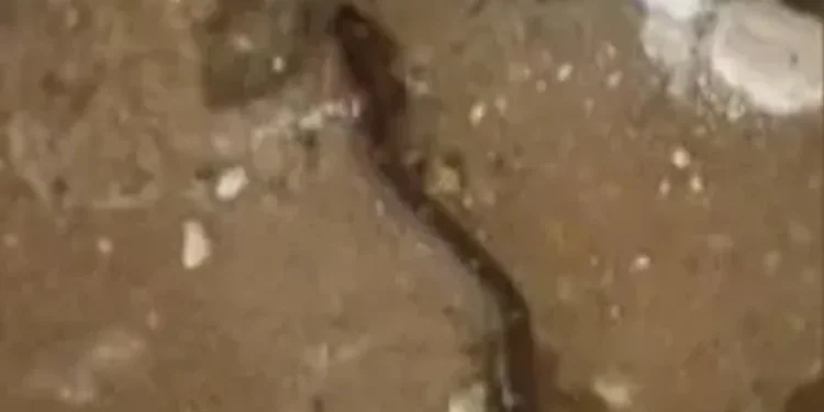 നെയ്യാറ്റിന്കരയില്-ക്ലാസ്മുറിയില്-ഏഴാം-ക്ലാസുകാരിക്ക്-പാമ്പ്-കടിയേറ്റു