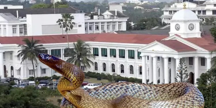 സെക്രട്ടേറിയേറ്റിൽ-പാമ്പ്-കയറി;-പിടികൂടാൻ-കഴിഞ്ഞില്ല