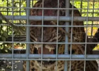 പത്തനംതിട്ടയില്‍-പുലി-കൂട്ടിലായി