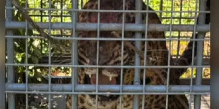 പത്തനംതിട്ടയില്‍-പുലി-കൂട്ടിലായി