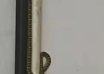 സെക്രട്ടേറിയറ്റില്‍-വീണ്ടും-പാമ്പിനെ-കണ്ടെത്തി,-കണ്ടത്-2-പാമ്പുകളെ