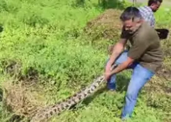 എറണാകുളത്ത്-ക്ഷേത്ര-പറമ്പ്-വൃത്തിയാക്കുന്നതിനിടെ-2-മലമ്പാമ്പുകളെ-പിടികൂടി