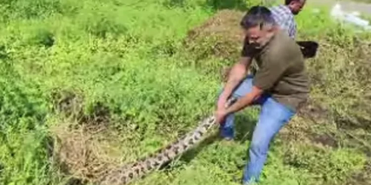 എറണാകുളത്ത്-ക്ഷേത്ര-പറമ്പ്-വൃത്തിയാക്കുന്നതിനിടെ-2-മലമ്പാമ്പുകളെ-പിടികൂടി