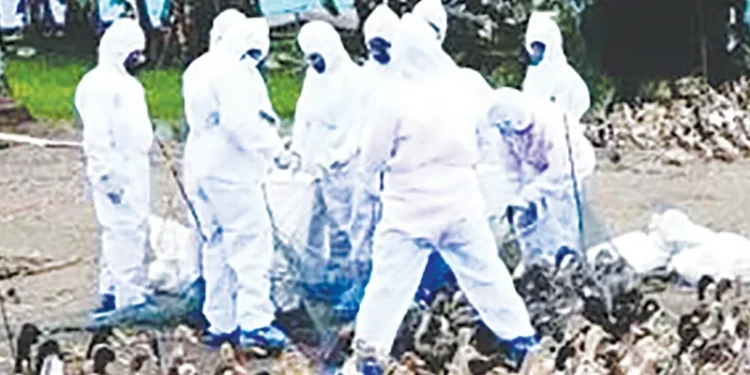 ക്രിസ്മസ്,-പുതുവത്സര-സീസണുകള്-നഷ്ടമായി-കടക്കെണിയില്-താറാവു-കര്ഷകര്;-സര്ക്കാര്-സഹായവുമില്ല