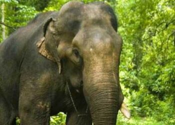 ഇടുക്കി-മുള്ളരിങ്ങാട്-കാട്ടാന-ആക്രമണത്തില്‍-യുവാവ്-മരിച്ചു