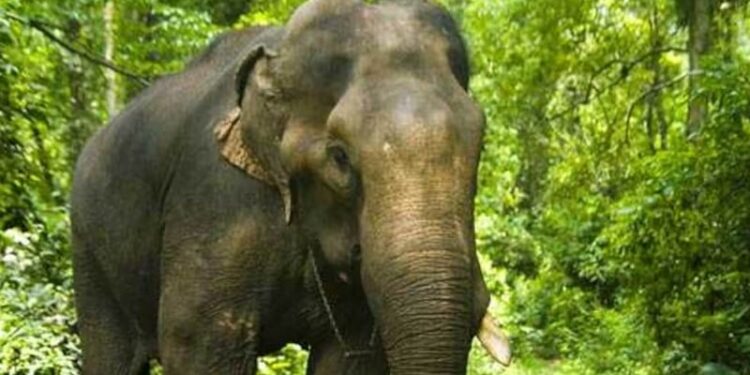 ഇടുക്കി-മുള്ളരിങ്ങാട്-കാട്ടാന-ആക്രമണത്തില്‍-യുവാവ്-മരിച്ചു