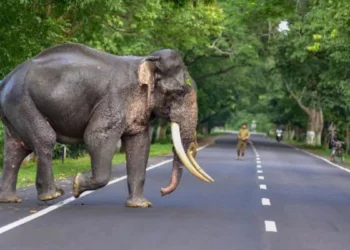 മൃഗങ്ങളുടെ-ആക്രമണത്തിനിരയാകുന്നവര്ക്ക്-നഷ്ടപരിഹാരം:-നിര്ദ്ദേശങ്ങള്-സമര്പ്പിക്കാന്-‘കെല്സ’യെ-ഹൈക്കോടതി-ചുമതലപ്പെടുത്തി