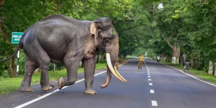 മൃഗങ്ങളുടെ-ആക്രമണത്തിനിരയാകുന്നവര്‍ക്ക്-നഷ്ടപരിഹാരം:-നിര്‍ദ്ദേശങ്ങള്‍-സമര്‍പ്പിക്കാന്‍-‘കെല്‍സ’യെ-ഹൈക്കോടതി-ചുമതലപ്പെടുത്തി