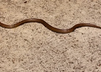 പാമ്പു-കടിയേറ്റു-മരിച്ചയാളുടെ-പറമ്പ്-വൃത്തിയാക്കുന്നതിനിടെ-പാമ്പുകടിയേറ്റു-;-പാമ്പുപിടുത്തക്കാരനും-മരിച്ചു