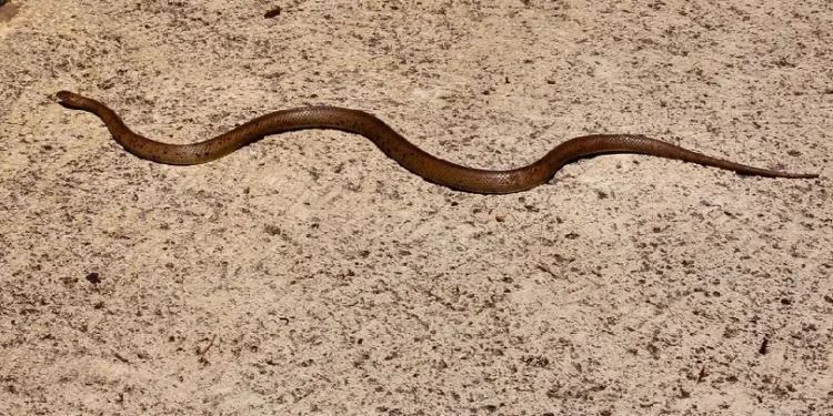 പാമ്പു-കടിയേറ്റു-മരിച്ചയാളുടെ-പറമ്പ്-വൃത്തിയാക്കുന്നതിനിടെ-പാമ്പുകടിയേറ്റു-;-പാമ്പുപിടുത്തക്കാരനും-മരിച്ചു