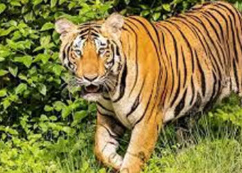 കൂടരഞ്ഞിയില്-ആടിനെ-മേയ്ക്കാന്-പോയ-വീട്ടമ്മ-കടുവയെ-കണ്ടോടുന്നതിനിടെ-പരിക്കേറ്റു