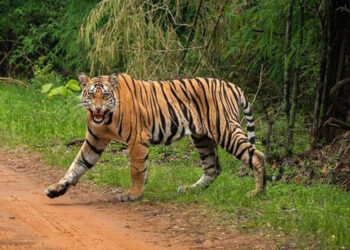 പുല്‍പള്ളിയില്‍-ജനവാസ-മേഖലയില്‍-ഇറങ്ങിയ-കടുവയെ-പിടിക്കാന്‍-കൂട്-സ്ഥാപിച്ചു,-പ്രദേശവാസികള്‍ക്ക്-ജാഗ്രതാ-നിര്‍ദേശം