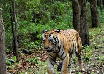 വയനാട്-കടുവയെ-കുടുക്കാന്‍-പരിശ്രമം-തുടരുന്നു,-3-കൂടുകള്‍-സ്ഥാപിച്ചു