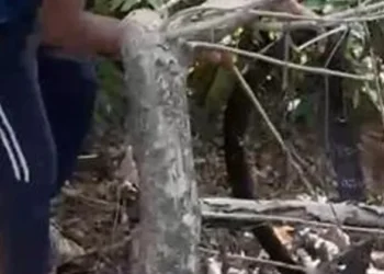 ശബരിമല-സന്നിധാനത്ത്-രാജവെമ്പാലയെ-പിടികൂടി,-പാമ്പിനെ-കണ്ടത്-ഭസ്മക്കുളത്തിന്-സമീപം