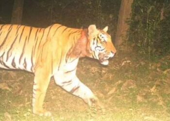 ജനവാസ-മേഖലയില്‍-ഭീതി-പരത്തി-കടുവയുടെ-സാന്നിധ്യം;-ജാഗ്രതാ-നിർദേശവുമായി-വനംവകുപ്പ്,-നാല്-സ്കൂളുകൾക്ക്-അവധി