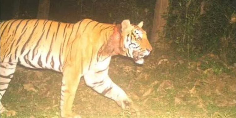 ജനവാസ-മേഖലയില്‍-ഭീതി-പരത്തി-കടുവയുടെ-സാന്നിധ്യം;-ജാഗ്രതാ-നിർദേശവുമായി-വനംവകുപ്പ്,-നാല്-സ്കൂളുകൾക്ക്-അവധി