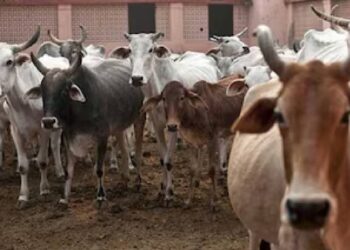 ബംഗളുരുവില്‍-പശുക്കളുടെ-അകിട്-മുറിച്ച്-ക്രൂരമായി-പരിക്കേല്‍പ്പിച്ച-ബീഹാര്‍-സ്വദേശി-അറസ്റ്റില്‍