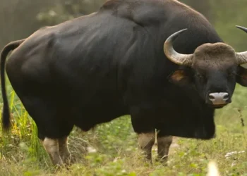 മൂന്നാറില്‍-ജനവാസ-മേഖലയില്‍-കാട്ടുപോത്ത്-ഇറങ്ങി