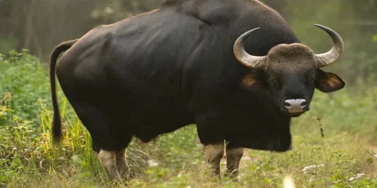 മൂന്നാറില്‍-ജനവാസ-മേഖലയില്‍-കാട്ടുപോത്ത്-ഇറങ്ങി