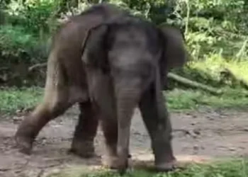 ജനവാസ-മേഖലയില്‍-ഇറങ്ങിയ-കുട്ടിയാനയെ-അമ്മയാന-വന്നില്ല,-കുഞ്ഞ്-കൊമ്പനെ-മുത്തങ്ങയിലെ-ആന-ക്യാമ്പിലേക്ക്-മാറ്റി