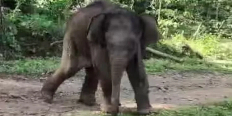 ജനവാസ-മേഖലയില്‍-ഇറങ്ങിയ-കുട്ടിയാനയെ-അമ്മയാന-വന്നില്ല,-കുഞ്ഞ്-കൊമ്പനെ-മുത്തങ്ങയിലെ-ആന-ക്യാമ്പിലേക്ക്-മാറ്റി