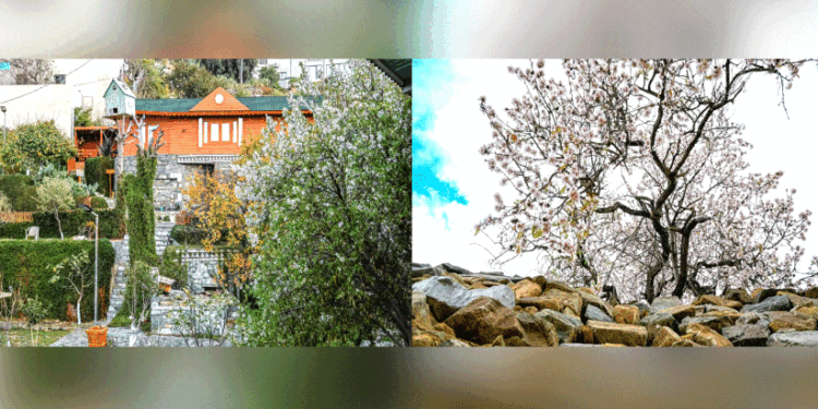 അ​ൽ-ബാ​ഹ​യി​ലെ-മ​ഞ്ഞു​തു​ള്ളി​യും-ബ​ദാം-പൂ​ക്ക​ളും