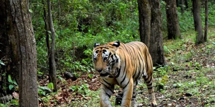 അമരക്കുനിയില്‍-ഇറങ്ങിയ-കടുവയെ-കൂട്ടിലാക്കാനുളള-ശ്രമം-തുടരുന്നു