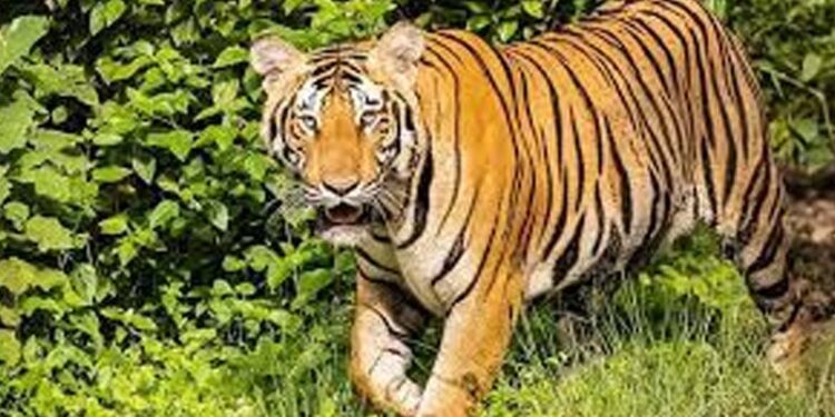 പുല്‍പ്പള്ളി-ജനവാസ-മേഖലയിലിറങ്ങിയ-കടുവ-കൂട്ടിലായതിന്റെ-ആശ്വാസത്തില്‍-നാട്ടുകാര്‍