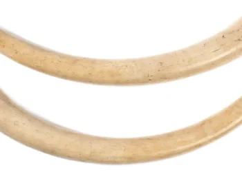 മണ്ണാര്‍ക്കാട്-എസ്‌റ്റേറ്റില്‍-കൊമ്പനാനയുടെ-ജഡം-അഴുകിയ-നിലയില്‍