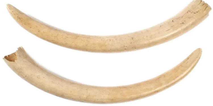 മണ്ണാര്‍ക്കാട്-എസ്‌റ്റേറ്റില്‍-കൊമ്പനാനയുടെ-ജഡം-അഴുകിയ-നിലയില്‍