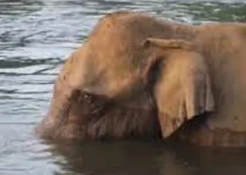 അതിരപ്പള്ളിയില്‍-മസ്തകത്തിന്-പരിക്കേറ്റ-കാട്ടാനയുടെ-ചികിത്സ-ഉടന്‍-ആരംഭിക്കും