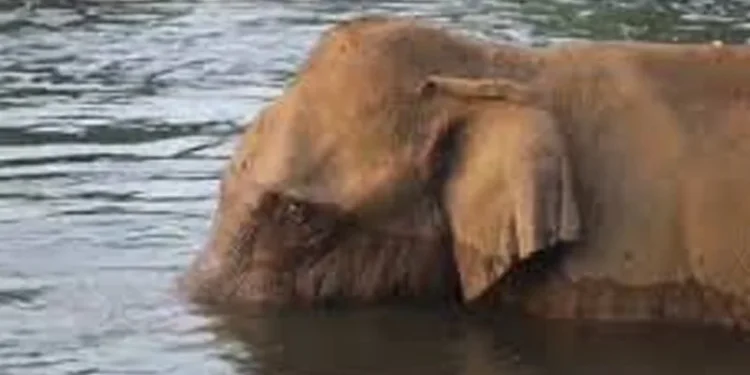 അതിരപ്പള്ളിയില്-മസ്തകത്തിന്-പരിക്കേറ്റ-കാട്ടാനയുടെ-ചികിത്സ-ഉടന്-ആരംഭിക്കും