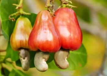 കശുമാങ്ങയുണ്ടോ,-കിലോ-15-രൂപയ്‌ക്ക്-വാങ്ങാന്‍-കാഷ്യൂ-കോര്‍പറേഷന്‍,-ജൂസായി-തിരികെ-വരും