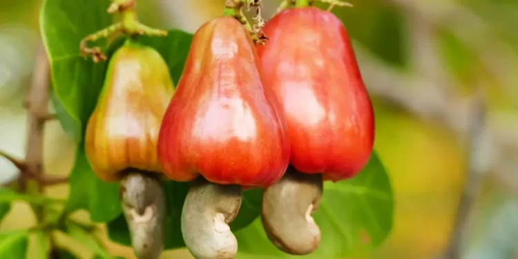 കശുമാങ്ങയുണ്ടോ,-കിലോ-15-രൂപയ്ക്ക്-വാങ്ങാന്-കാഷ്യൂ-കോര്പറേഷന്,-ജൂസായി-തിരികെ-വരും