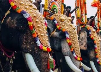 വനം-വകുപ്പിന്-കീഴില്‍-നാട്ടാനകള്‍ക്ക്-പൂര്‍ണ-രേഖകളാകുന്നു;-രണ്ട്-മൈക്രോചിപ്പുണ്ടെങ്കില്‍-ആനകളെ-കസ്റ്റഡിയിലെടുക്കും