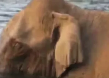 മസ്തകത്തില്‍-മുറിവേറ്റ-കാട്ടാനയെ-കണ്ടെത്താനായില്ല;-വ്യാഴാഴ്ചത്തെ-ദൗത്യം-അവസാനിപ്പിച്ചു