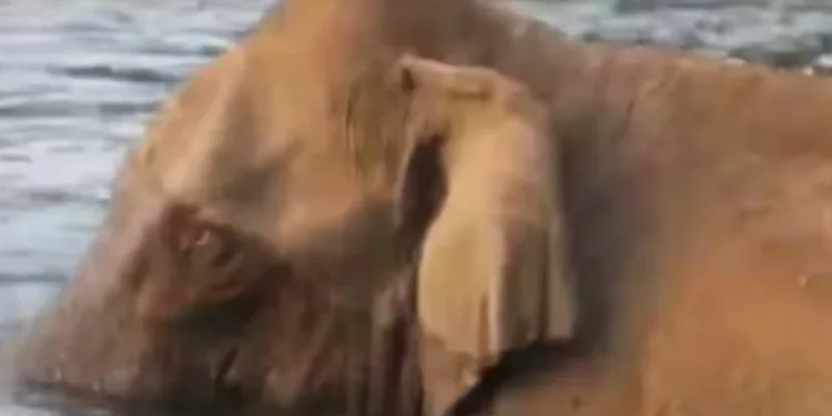 മസ്തകത്തില്‍-മുറിവേറ്റ-കാട്ടാനയെ-കണ്ടെത്താനായില്ല;-വ്യാഴാഴ്ചത്തെ-ദൗത്യം-അവസാനിപ്പിച്ചു