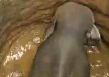 മലപ്പുറത്ത്-കിണറ്റില്‍-വീണ-കാട്ടാനയെ-മയക്കുവെടിവെയ്‌ക്കാനുളള-നീക്കം-ഉപേക്ഷിച്ചു,-രക്ഷാപ്രവര്‍ത്തനത്തിനെത്തിയ-മണ്ണ്മാന്തി-യന്ത്രം-നാട്ടുകാര്‍-തടഞ്ഞു