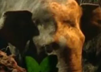 മലപ്പുറത്ത്-കിണറ്റില്‍-വീണ-കാട്ടാനയെ-കരകയറ്റി,-മണിക്കൂറുകള്‍-നീണ്ട-പരിശ്രമത്തിനൊടുവില്‍-ആന-കരകയറിയത്-രാത്രി