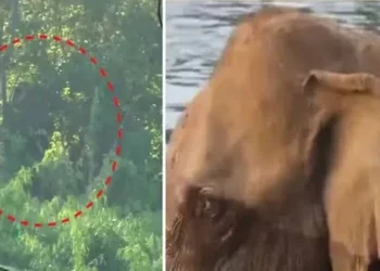 മസ്തകത്തിന്-പരിക്കേറ്റ-കാട്ടാനയെ-കണ്ടെത്തി-മയക്കുവെടിവെച്ചു-:-ദൗത്യ-സംഘത്തിന്-നേരെ-പാഞ്ഞടുത്ത്-കാട്ടാന