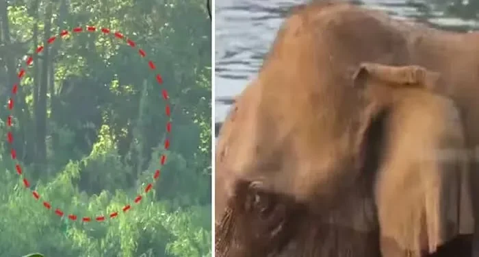 മസ്തകത്തിന്-പരിക്കേറ്റ-കാട്ടാനയെ-കണ്ടെത്തി-മയക്കുവെടിവെച്ചു-:-ദൗത്യ-സംഘത്തിന്-നേരെ-പാഞ്ഞടുത്ത്-കാട്ടാന