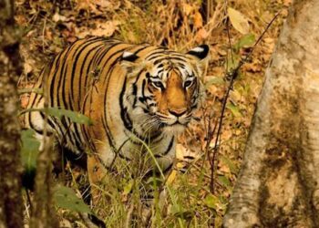 നരഭോജി-കടുവയെ-വെടിവെക്കും-:-വനംവകുപ്പ്-നടപടി-തുടങ്ങി