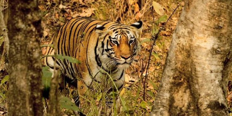 നരഭോജി-കടുവയെ-വെടിവെക്കും-:-വനംവകുപ്പ്-നടപടി-തുടങ്ങി