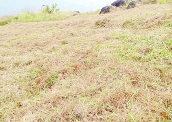 ചൊക്രമുടിയില്‍-വീണ്ടും-കൈയേറ്റം;-ഒരേക്കറിലെ-നീലക്കുറിഞ്ഞി-നശിപ്പിച്ചു,-നാട്ടുകാരെത്തിയപ്പോള്‍-സംഘം-വാഹനത്തില്‍-രക്ഷപ്പെട്ടു