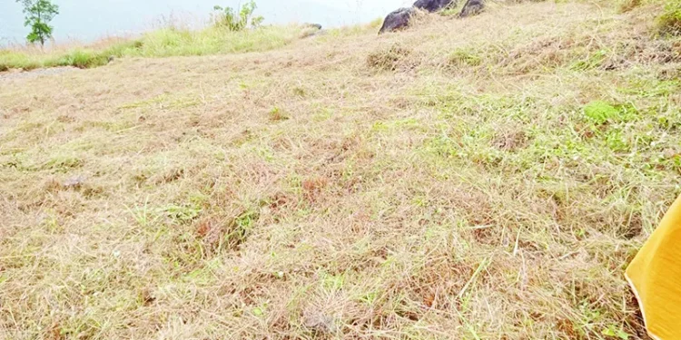 ചൊക്രമുടിയില്-വീണ്ടും-കൈയേറ്റം;-ഒരേക്കറിലെ-നീലക്കുറിഞ്ഞി-നശിപ്പിച്ചു,-നാട്ടുകാരെത്തിയപ്പോള്-സംഘം-വാഹനത്തില്-രക്ഷപ്പെട്ടു